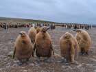 King penguin chicks in colony in Falkland Islands, South Atlantic. South America, Volunteer Point Art Print